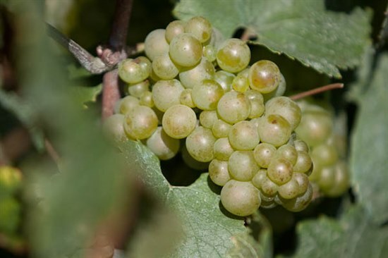 0820.chardonnay.jpg-550x0