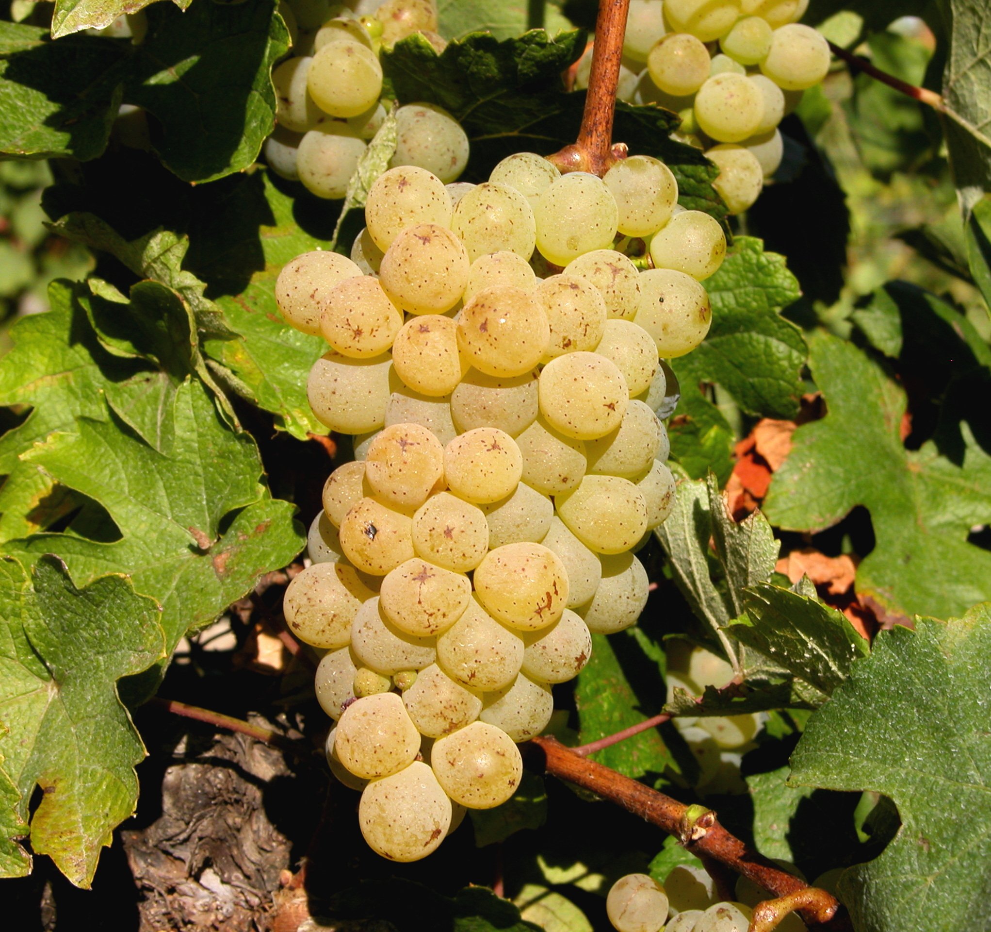 399_Petit_Meslier_GP_CS_cr