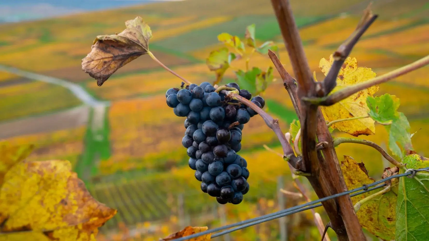 pinot-meunier-383-1-2