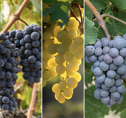 Champagnes 9 olika druvor Champagne Thursdays